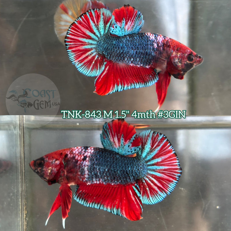 Live Male Betta Red Fancy Koi Plakat (TNK-843) R10A19 High quality what you see what you get!!