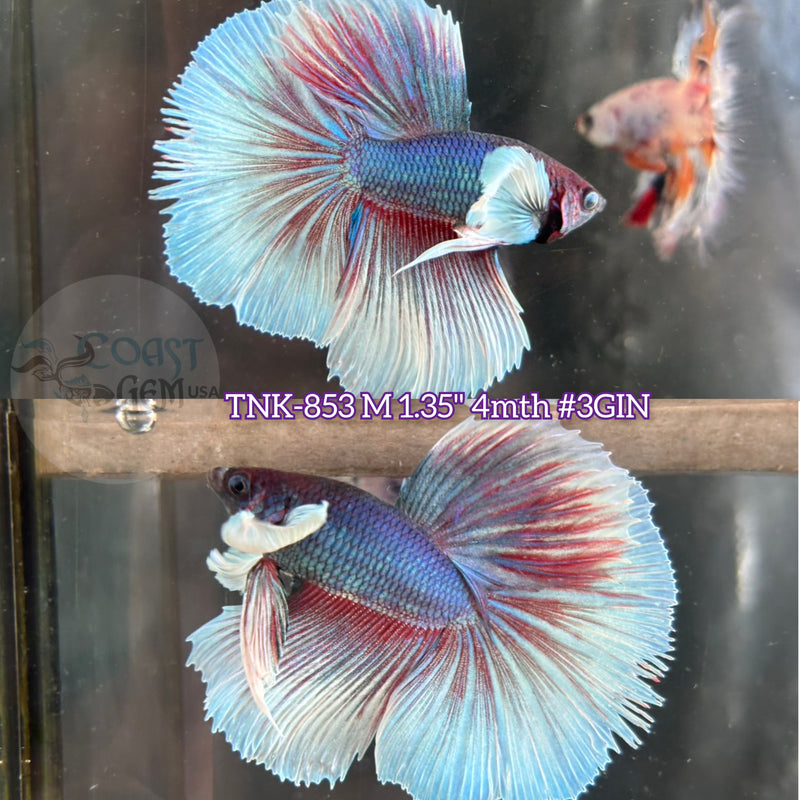 Live Male Betta Red Fancy Salamander Dumbo Big ear Halfmoon  (TNK-853) R10A22 High quality what you see what you get!!