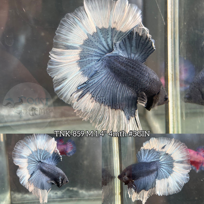 Live Male Betta Steel blue Butterfly Over Halfmoon (TNK-859) S235 High quality what you see what you get!!