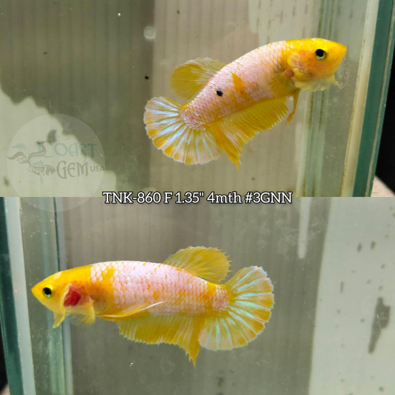 Live Female Betta Fancy Yellow Hellboy Startail Plakat (TNK-860) S233 High quality what you see what you get!!