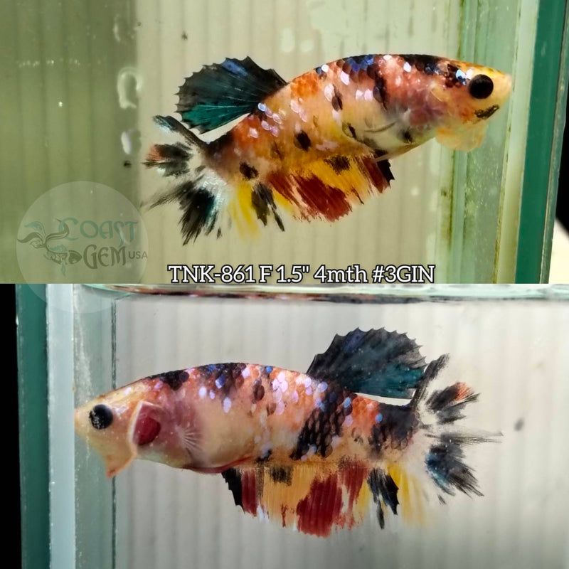 Live Female Betta Galaxy Koi Plakat (TNK-861) S193 High quality what you see what you get!!