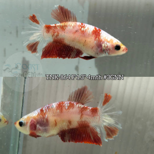 Live Female Betta Fancy Red Base Startail Plakat (TNK-792) S313 High quality what you see what you get!!