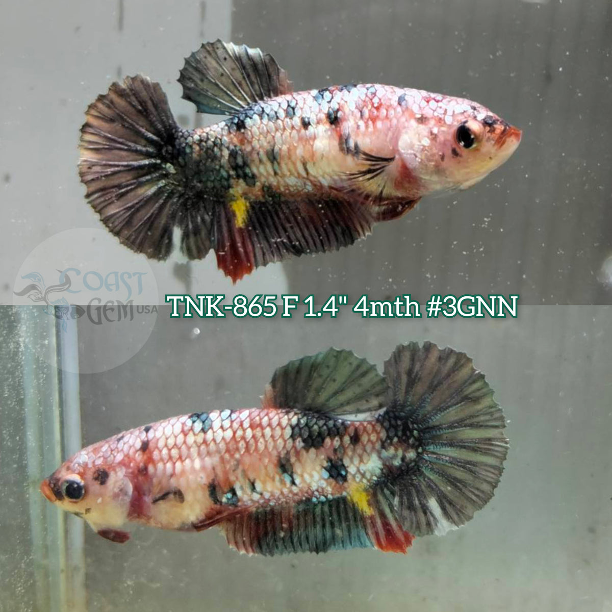 Live Female Betta Copper Metallic Koi Plakat (TNK-865)S177✔️ High quality what you see what you get!!