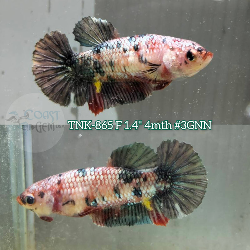 Live Female Betta Copper Metallic Koi Plakat (TNK-865) S177 High quality what you see what you get!!