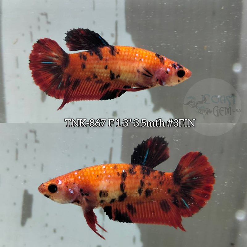 Live Female Betta Red Galaxy Koi Plakat (TNK-867) S288 High quality what you see what you get!!