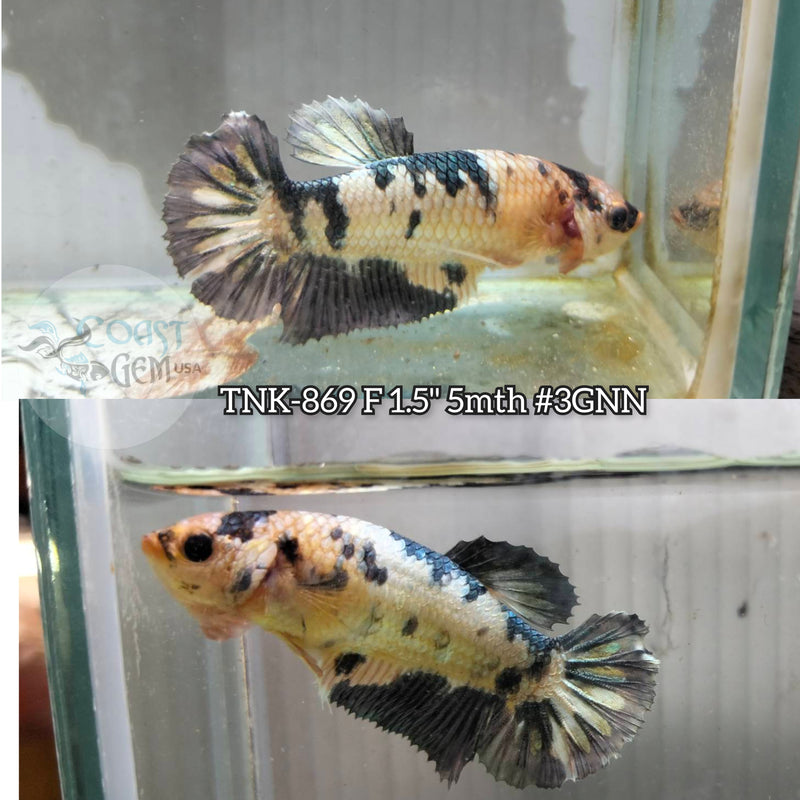 Live Female Betta Copper Fancy marble Plakat (TNK-869) S069 High quality what you see what you get!!