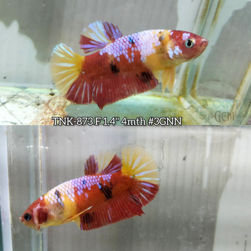 Live Female Betta Galaxy Nemo Duo colors Plakat (TNK-873) S230 High quality what you see what you get!!