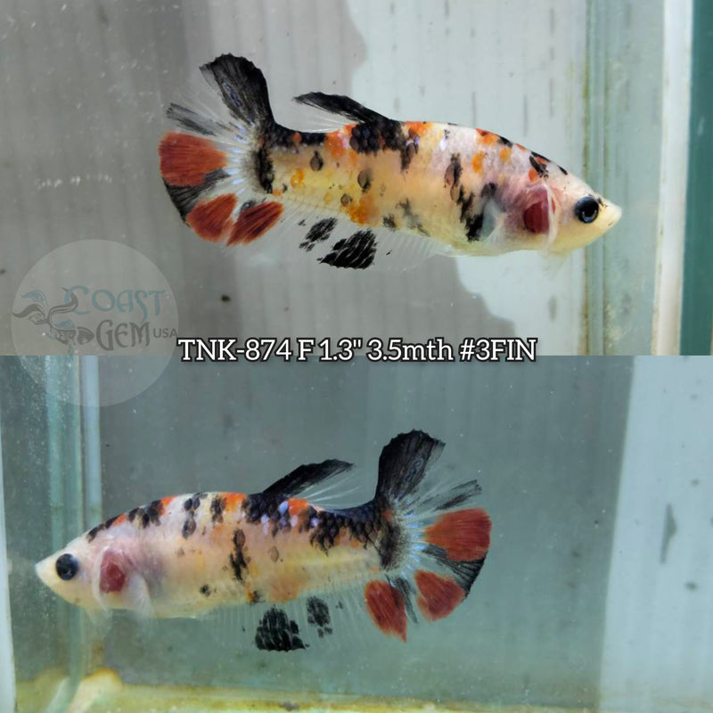 Live Female Betta Galaxy Koi Plakat (TNK-874) S036 High quality what you see what you get!!