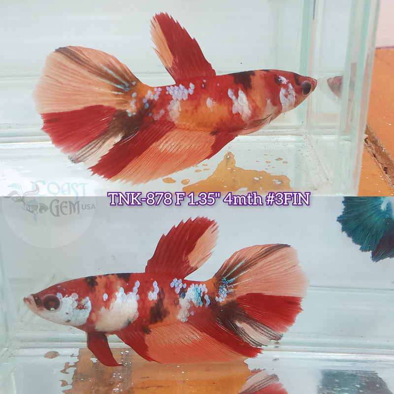 Live Female Betta Galaxy Nemo Halfmoon (TNK-878)  S198 High quality what you see what you get!!