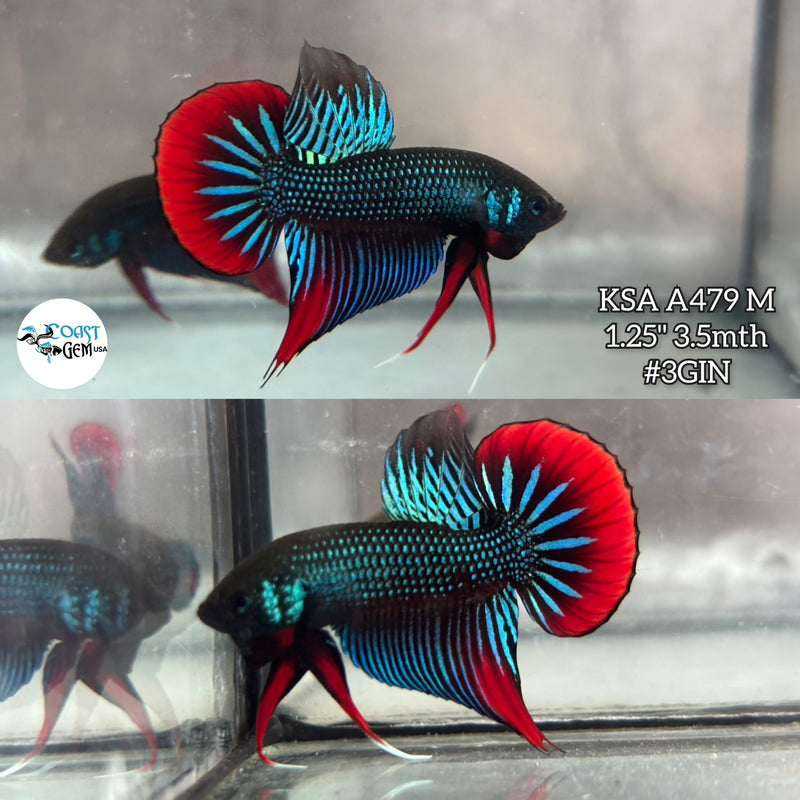 Live Male Betta Green Red imbellis Wild Plakat (KSA-A479) High quality what you see what you get!!
