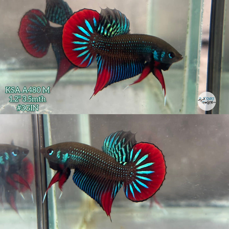 Live Male Betta Green Red imbellis Wild Plakat (KSA-A480) High quality what you see what you get!!