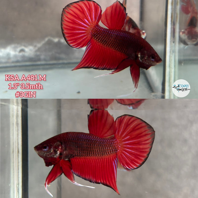 Live Male Betta Red Splendens Hybrid Wild Plakat (KSA-A481) High quality what you see what you get!!