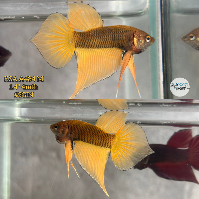 Live Male Betta Yellow Pineapple Splendens Hybrid Wild Plakat (KSA-A484) High quality what you see what you get!!