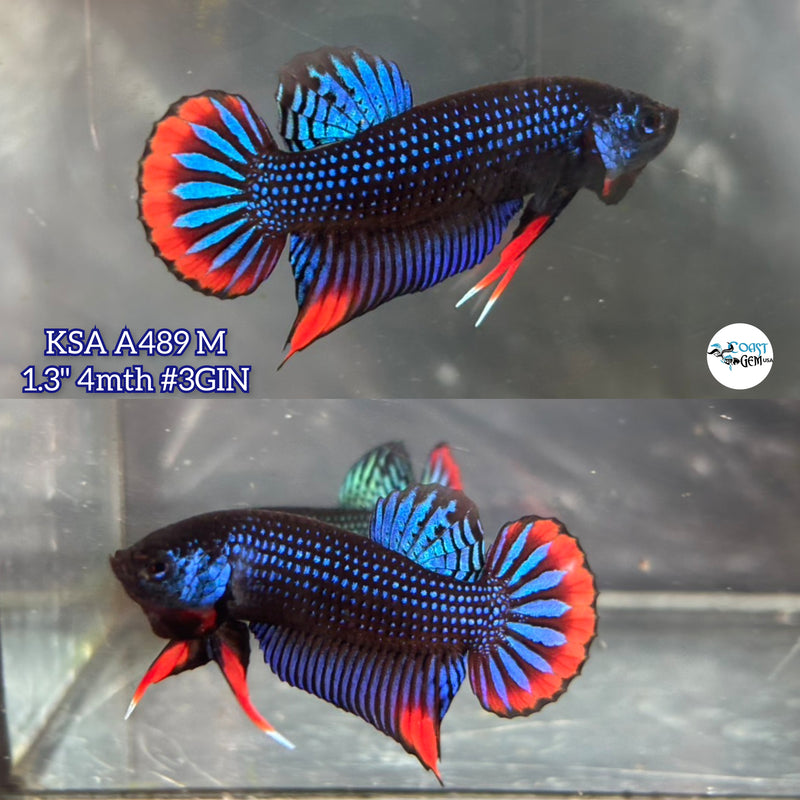 Live Male Betta Blue Red Imbellis Wild Plakat (KSA-A489) High quality what you see what you get!!