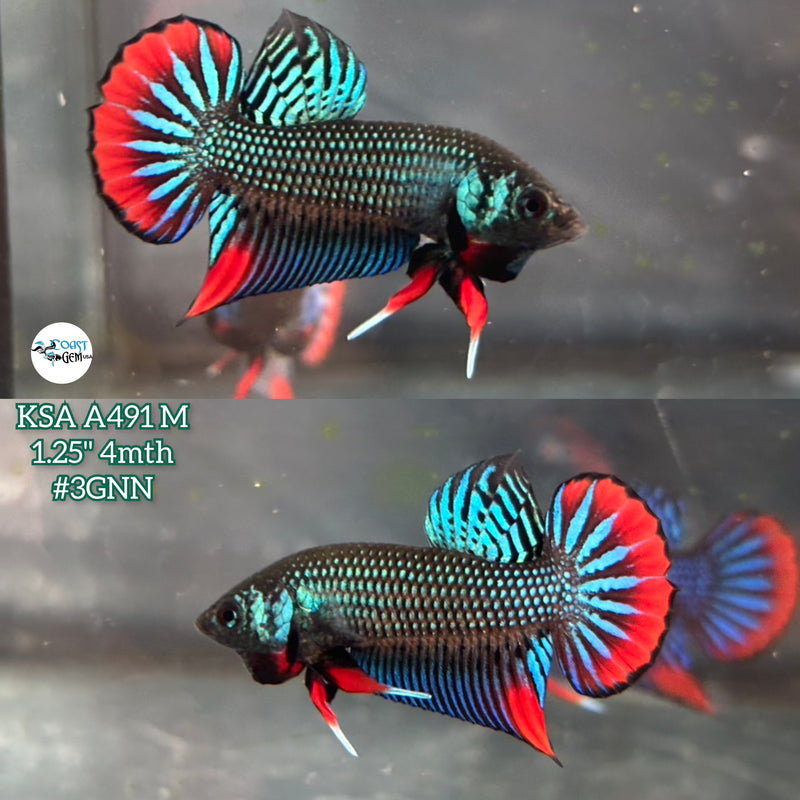 Live Male Betta Green Red Imbellis Wild Plakat (KSA-A491) High quality what you see what you get!!