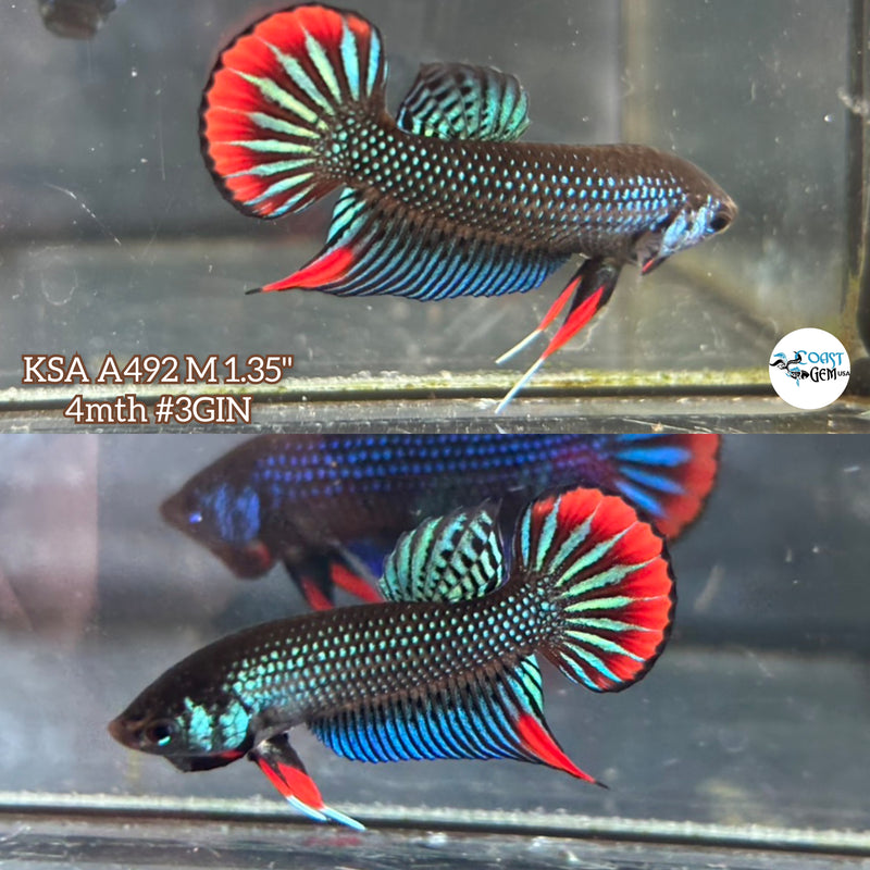 Live Male Betta Green Red Imbellis Wild Plakat (KSA-A492) High quality what you see what you get!!