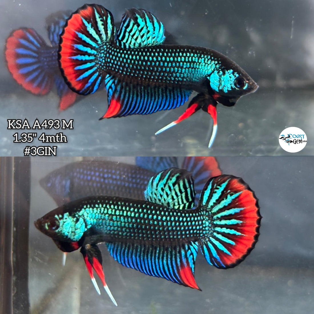 Live Male Betta Green Red Imbellis Wild Plakat (KSA-A493) High quality what you see what you get!!