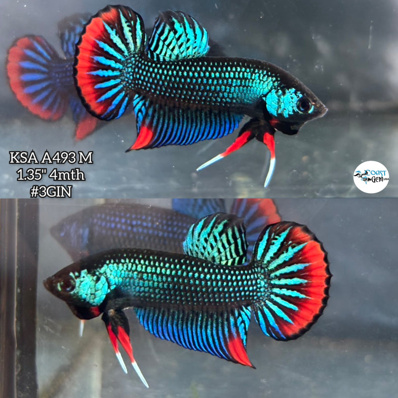 Live Male Betta Green Red Imbellis Wild Plakat (KSA-A493) High quality what you see what you get!!