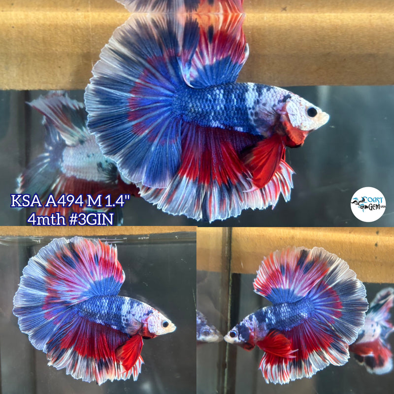 Live Male Betta Blue Red Fancy marble mixed colors Halfmoon (KSA-A494) High quality what you see what you get!!