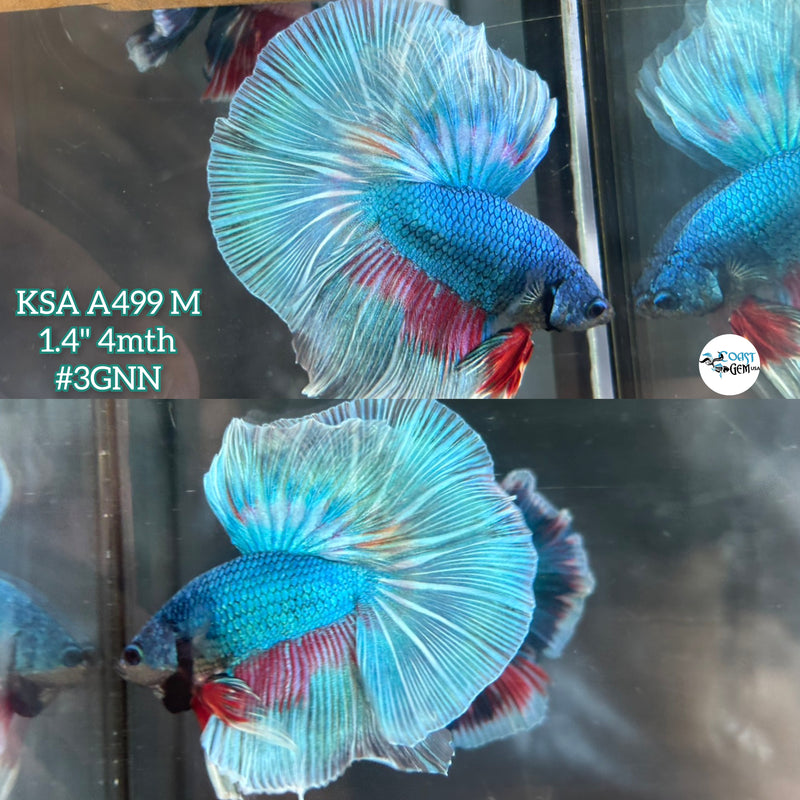 Live Male Betta Fancy Green Turquoise Over Halfmoon (KSA-A499) High quality what you see what you get!!