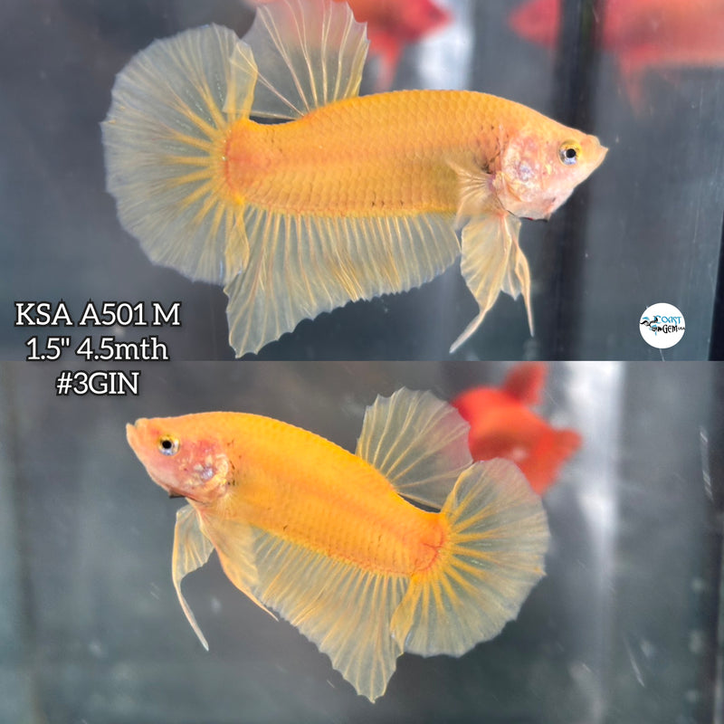 Live Male Betta Super Yellow Solid color Plakat (KSA-A501) High quality what you see what you get!!