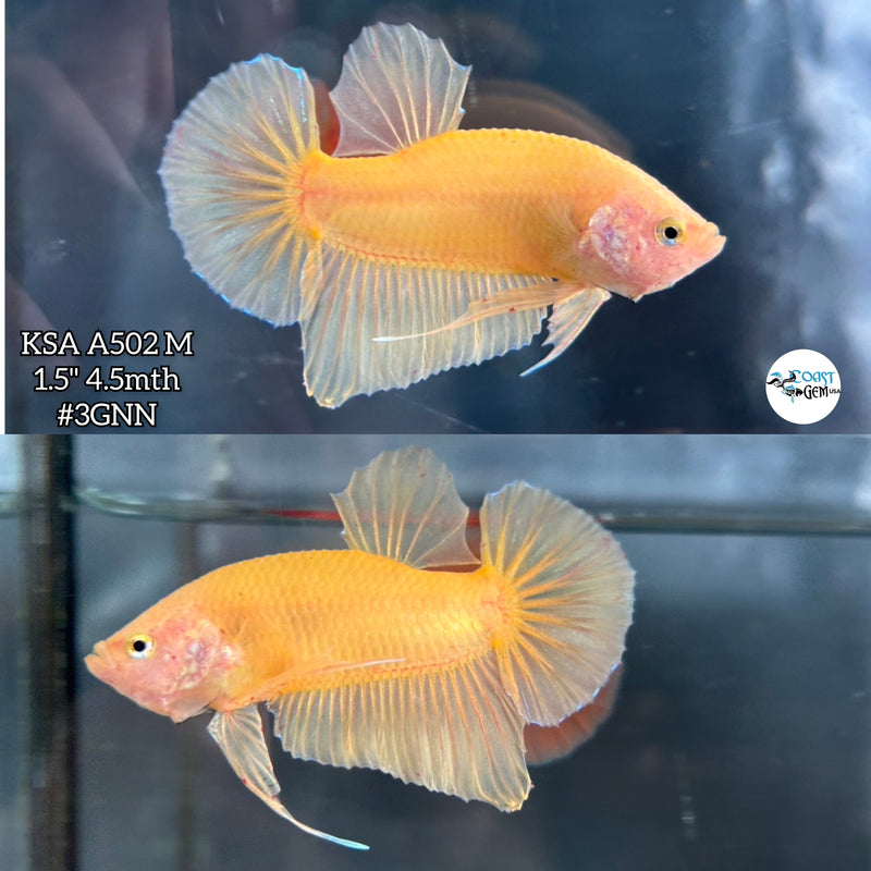 Live Male Betta Super Yellow Solid color Plakat (KSA-A502) High quality what you see what you get!!