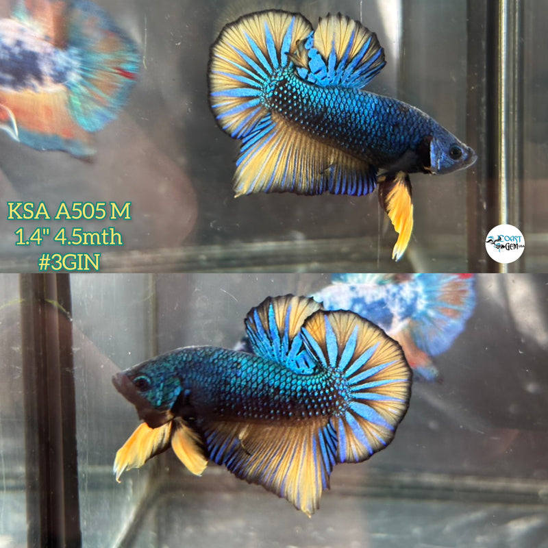 Live Male Betta Yellow Green Mustard Retro colors Bigtail Plakat (KSA-A505) High quality what you see what you get!!
