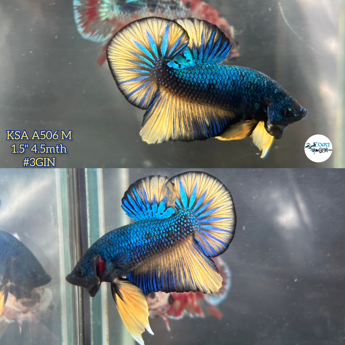 Live Male Betta Yellow Blue & Green Mustard Retro colors Bigtail Plakat (KSA-A506) High quality what you see what you get!!