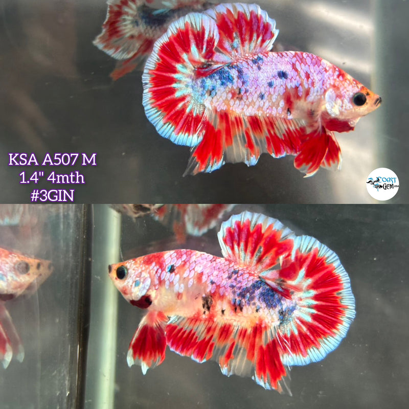 Live Male Betta Red Galaxy Koi  Plakat (KSA-A507) High quality what you see what you get!!