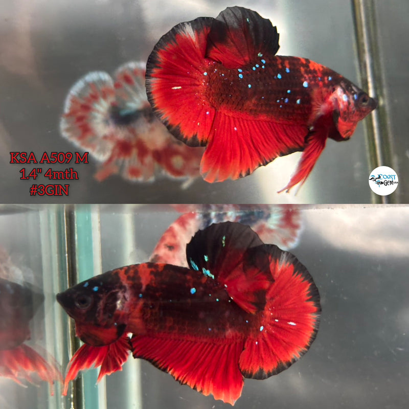 Live Male Betta Red&Black Galaxy Stardust Plakat (KSA-A509) High quality what you see what you get!!