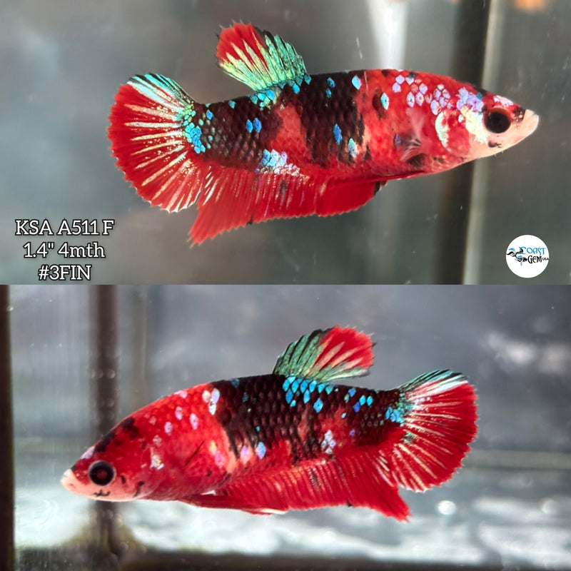 Live Female Betta Red Galaxy Koi Plakat (KSA-A511) High quality what you see what you get!!