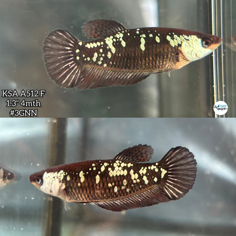 Live Female Betta Black Samurai Plakat (KSA-A512) High quality what you see what you get!!