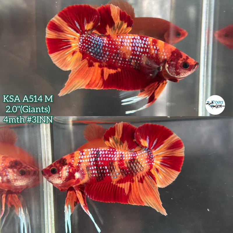 Live Male Betta Fire Nemo Metallic Giants Plakat (KSA-A514) High quality what you see what you get!!