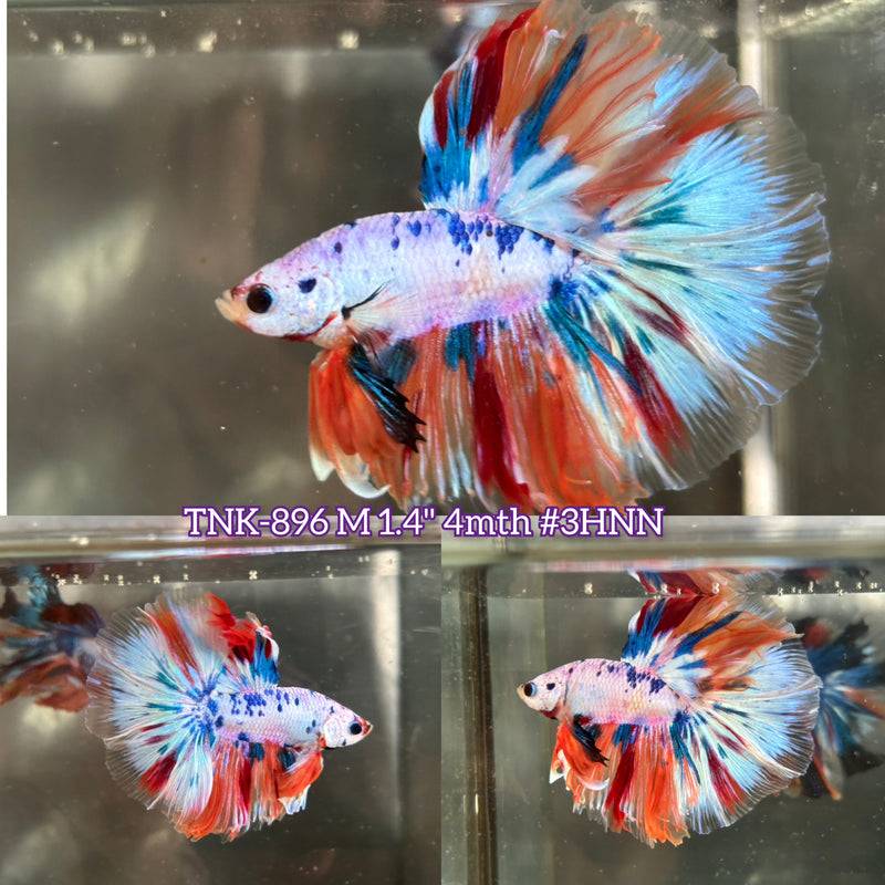 Live Male Betta Candy marble Halfmoon (TNK-896) S125 High quality What you see What you get!!