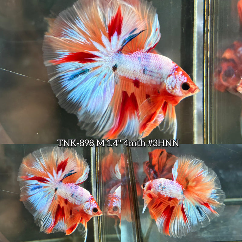 Live Male Betta Candy mixed colors Over Halfmoon (TNK-898) S195 High quality What you see What you get!!