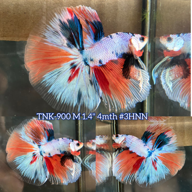 Live Male Betta Candy marble Halfmoon (TNK-900) S048 High quality What you see What you get!!