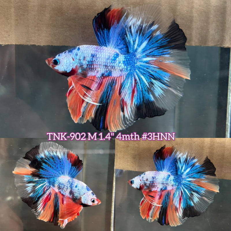 Live Male Betta Fancy marble 3 colors Halfmoon (TNK-902) S059 High quality What you see What you get!!