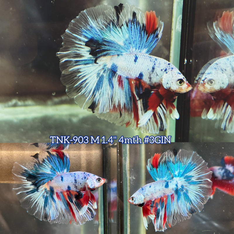 Live Male Betta Fancy marble Halfmoon (TNK-903) S130 High quality What you see What you get!!