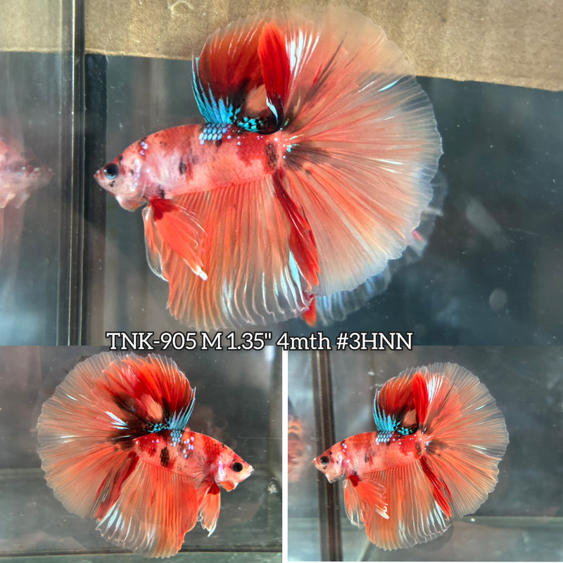 Live Male Betta Orange Galaxy Nemo Over Halfmoon (TNK-905) S200  High quality What you see What you get!!