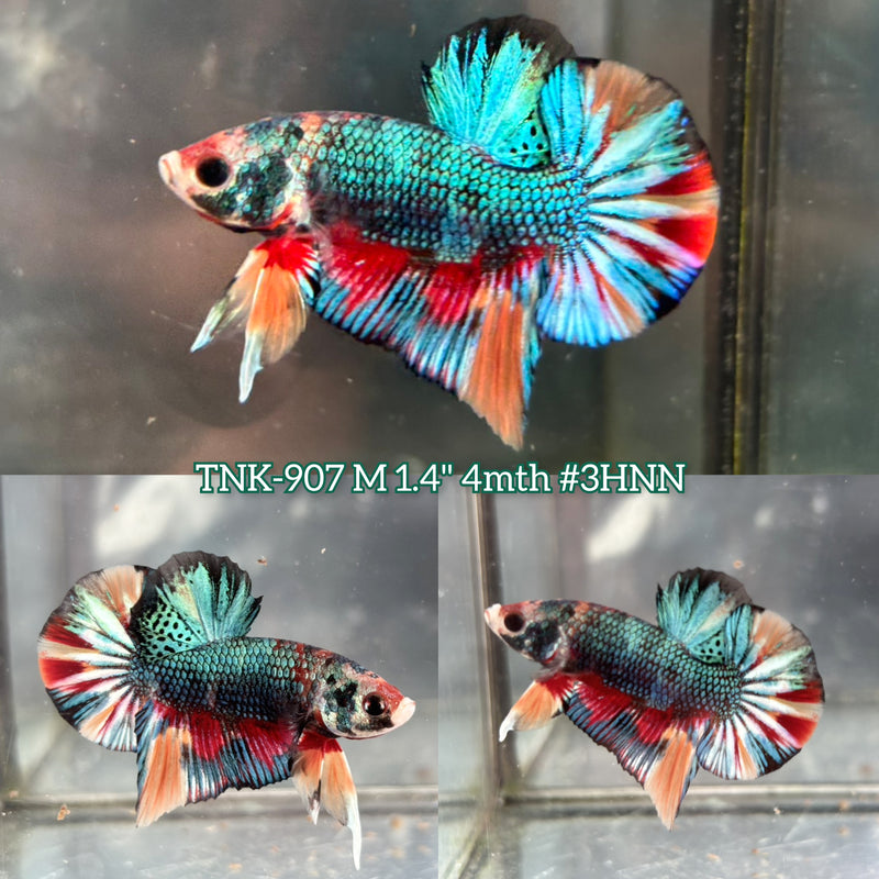 Live Male Betta Fancy Green Emerald Plakat (TNK-907) S275 High quality What you see What you get!!