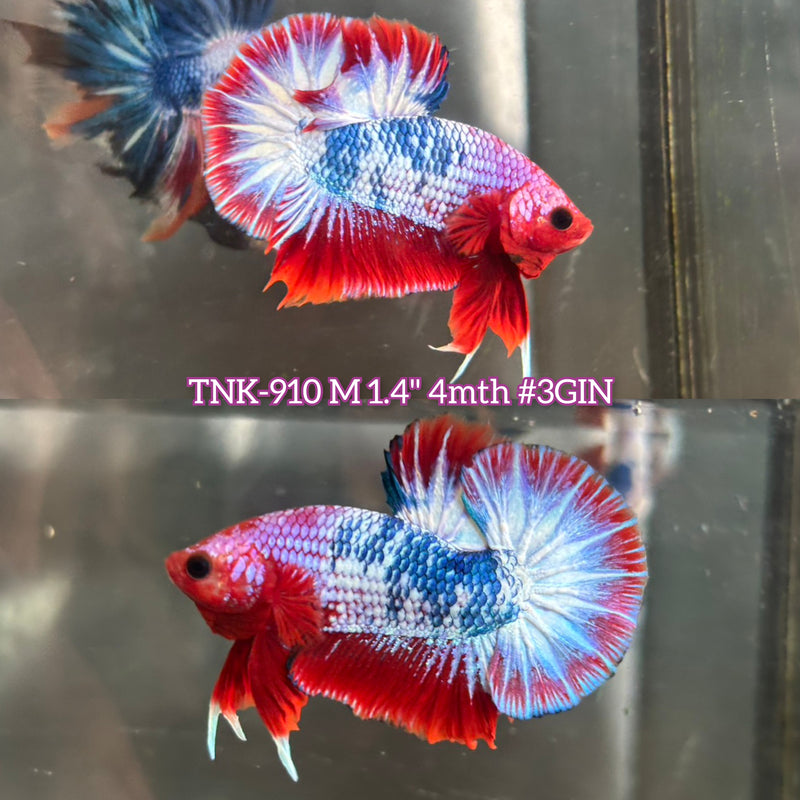 Live Male Betta Fancy Red Hellboy Plakat (TNK-910) S200 High quality What you see What you get!!