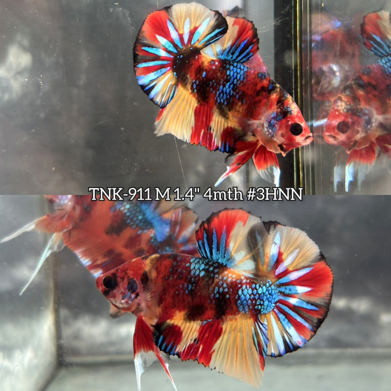 Live Male Betta Galaxy Nemo Plakat (TNK-911) S200 High quality What you see What you get!!