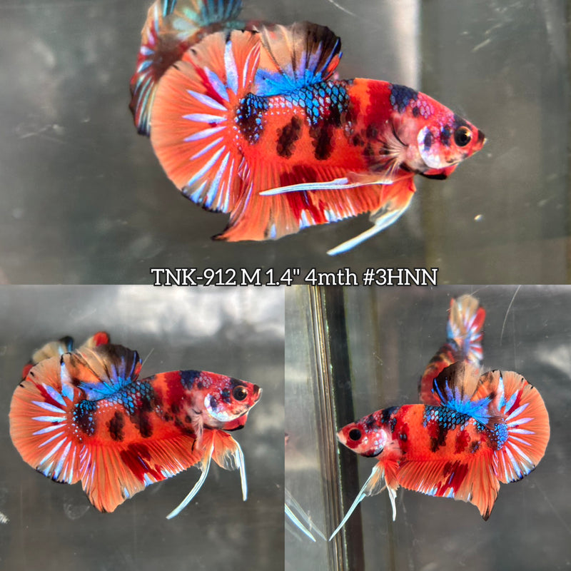 Live Male Betta Orange Nemo Metallic Plakat (TNK-912) S208 High quality What you see What you get!!