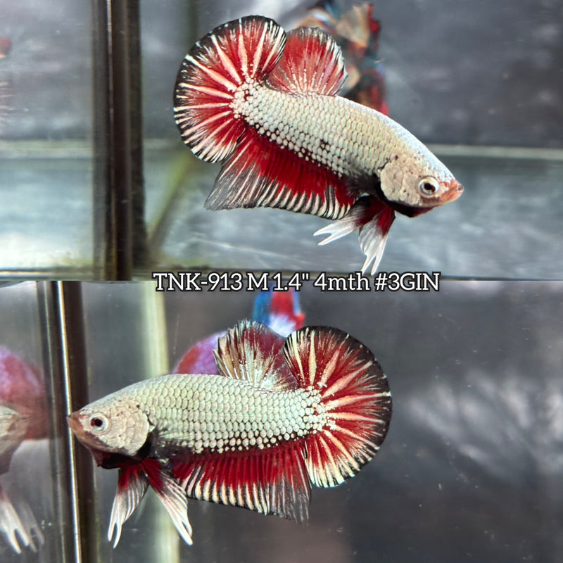 Live Male Betta Fancy Dragon Plakat (TNK-913) S209 High quality What you see What you get!!