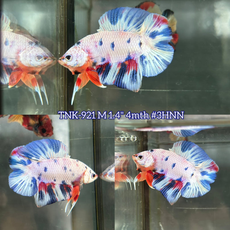 Live Male Betta Fancy marble Doubletail Plakat (TNK-921) S212 High quality What you see What you get!!