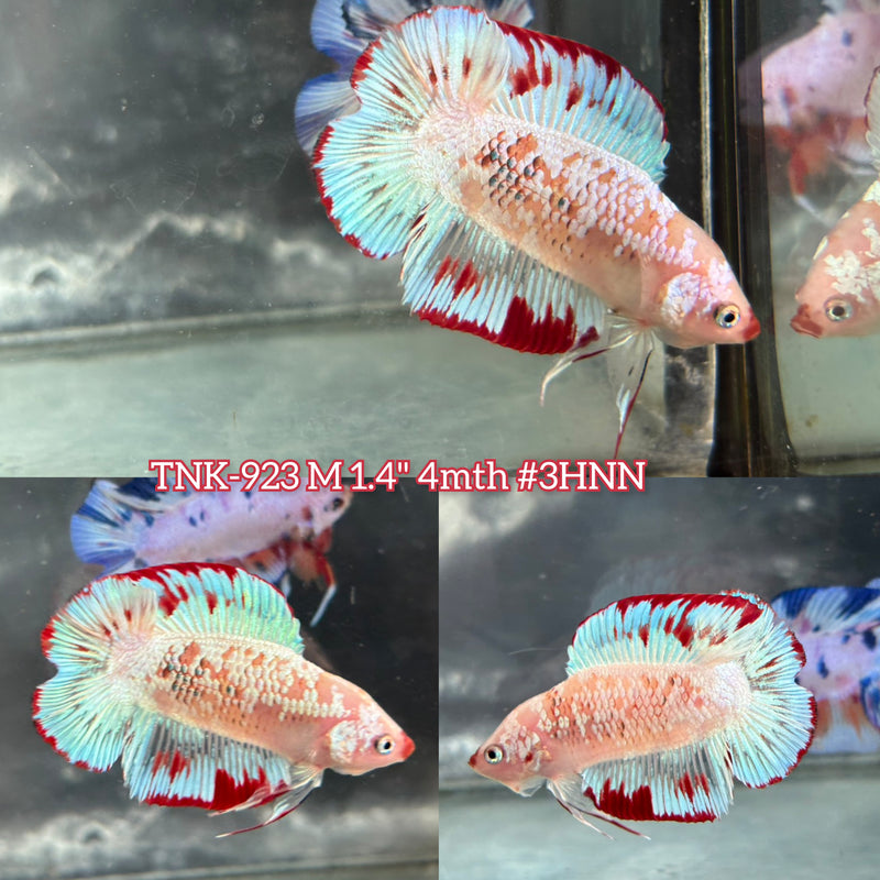 Live Male Betta Fancy Red Koi Doubletail Plakat (TNK-923) S179 High quality What you see What you get!!