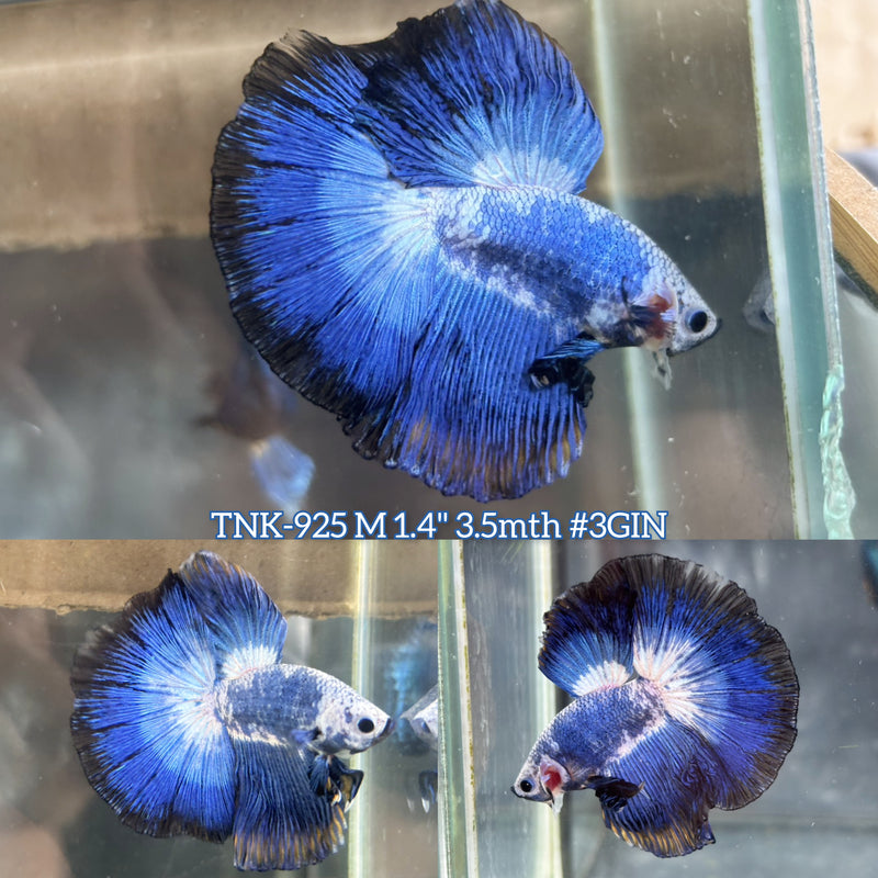 Live Male Betta Fancy Blue Marble Halfmoon (TNK-925)S095 High quality What you see What you get!!