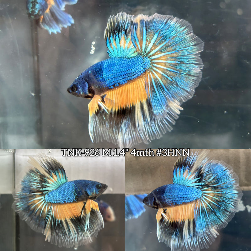 Live Male Betta Yellow Green Mustard Halfmoon (TNK-926)S014 High quality What you see What you get!!