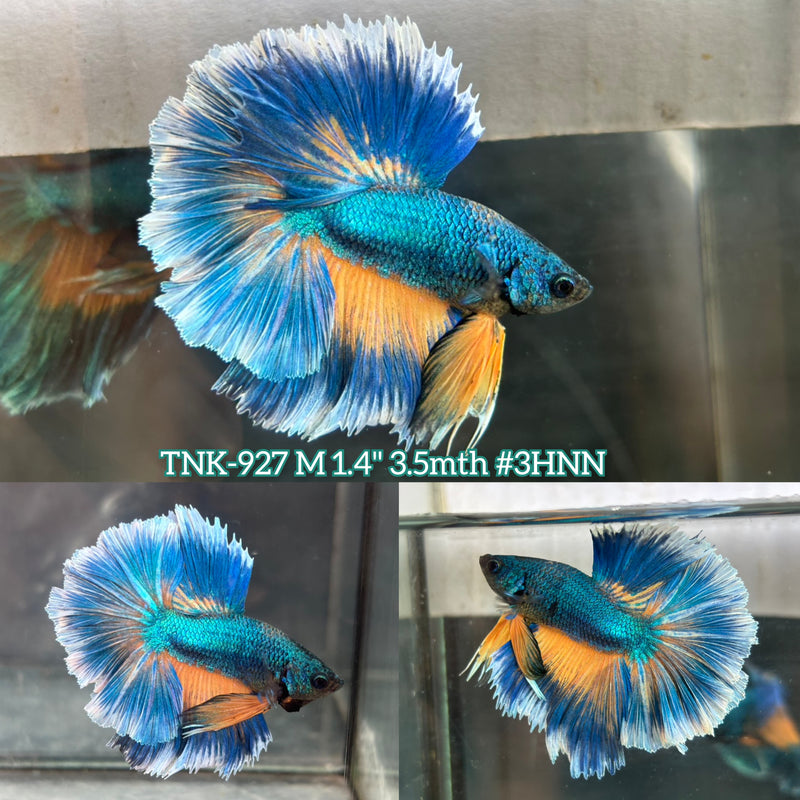 Live Male Betta Yellow Blue Mustard Halfmoon Rosetail (TNK-927)S020 High quality What you see What you get!!