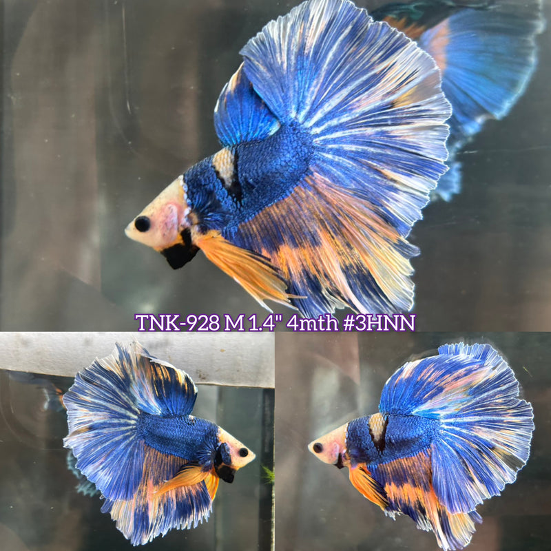 Live Male Betta Fancy Yellow marble Halfmoon (TNK-928)S173 High quality What you see What you get!!